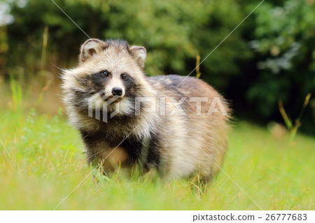 Fat raccoon dog Fat raccoon dog 26777683
