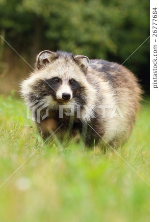 Adorable raccoon dog Adorable raccoon dog 26777684