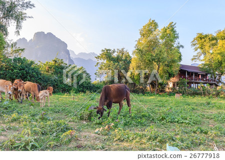 Cow in the empty field in Vang Vieng, North Laos Cow in the empty field in Vang Vieng, North Laos 26777918