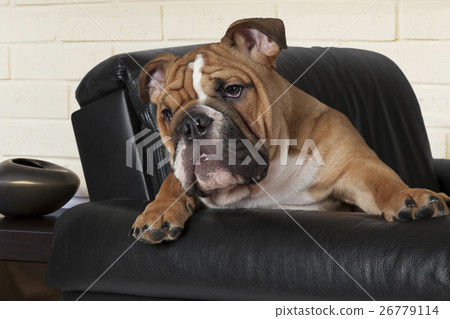 English Bulldog indoors 26779114