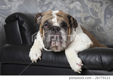 English Bulldog in a black leather chair 26779122