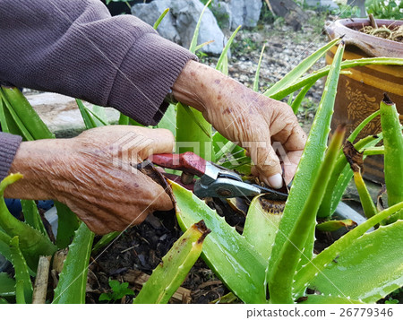 asian old man using secateurs on aloe vera  26779346