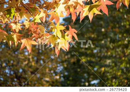 The yellow leaves of the coloring fly leaves The yellow leaves of the coloring fly leaves 26779420
