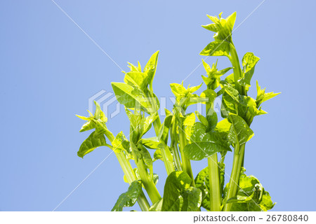 Tsurumurasaki在藍天下 26780840