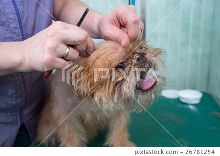 Woman groomer makes trimming Brussels Griffon Woman groomer makes trimming Brussels Griffon 26781254