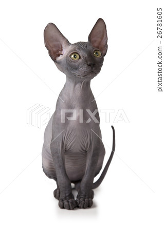 Don Sphinx kitty cat in studio 26781605