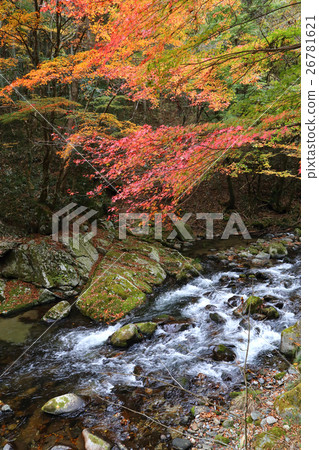 浪漫茨城縣（與佐竹先生有關的花之野神社前的花之野山谷，如其名所示，有著楓樹和楓樹。）北原木市 26781621