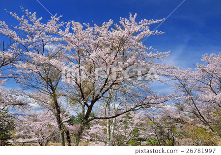 Blue sky and cherry blossoms in full bloom 26781997