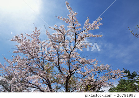 Blue sky and cherry blossoms in full bloom 26781998