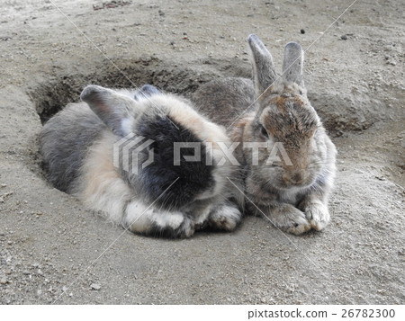 A good rabbit A good rabbit 26782300