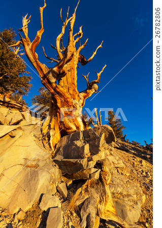 Ancient tree Ancient tree 26782806