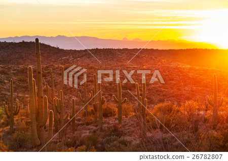 Cactus Cactus 26782807