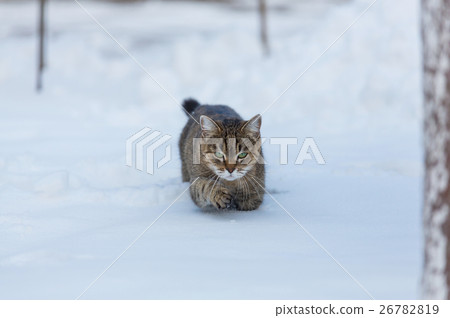 Cat in snow 26782819