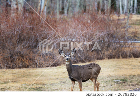Deer 26782826