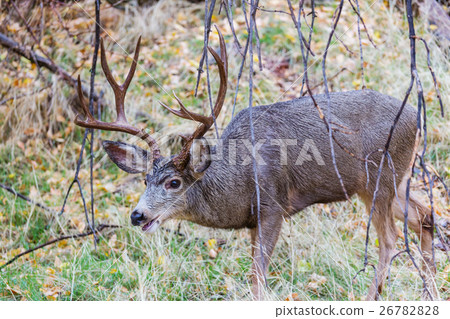 Elk 26782828