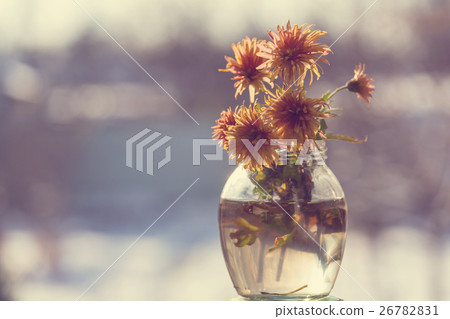 Flowers 26782831