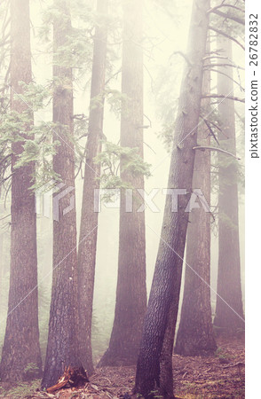 Fog in the forest 26782832