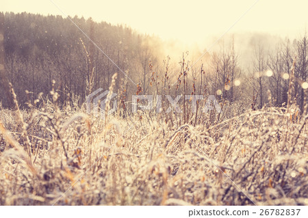 Frozen grass 26782837