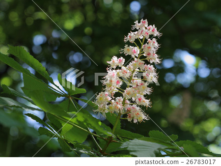 Chestnut flower in park in sunny day Chestnut flower in park in sunny day 26783017