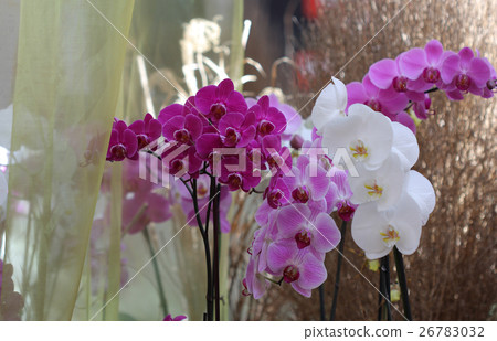 Group of flowers, purple orchid, phalaenopsis Group of flowers, purple orchid, phalaenopsis 26783032