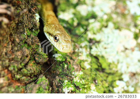 Konnichiha from Sakura Tree Cave♪ 26783033