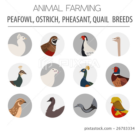Peafowl, ostrich, pheasant, quail breeds icon set 26783334