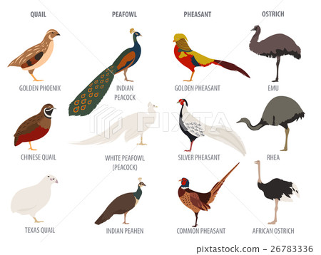 Peafowl, ostrich, pheasant, quail breeds icon set 26783336