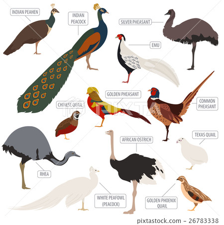 Peafowl, ostrich, pheasant, quail breeds icon set 26783338