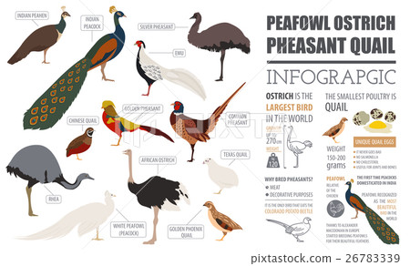 Peafowl, ostrich, pheasant infographic template.  26783339