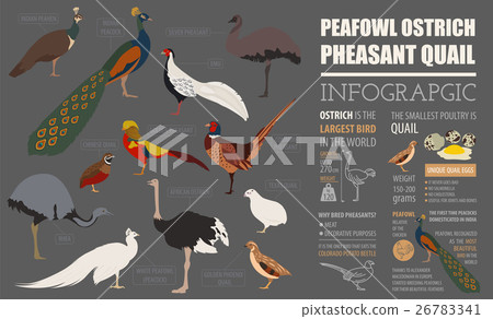 Peafowl, ostrich, pheasant infographic template. Peafowl, ostrich, pheasant infographic template. 26783341