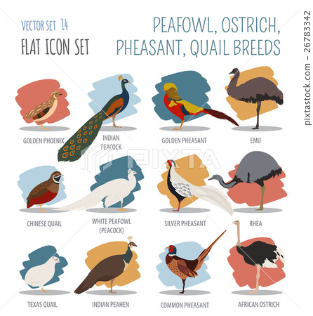 Peafowl, ostrich, pheasant, quail breeds icon set Peafowl, ostrich, pheasant, quail breeds icon set 26783342