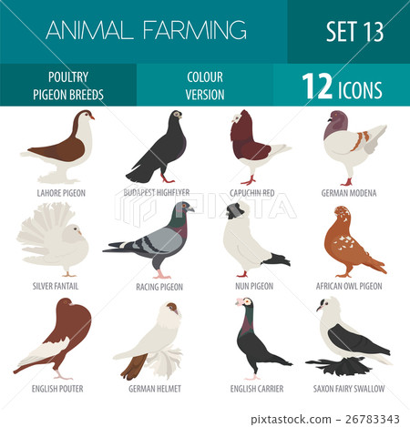 Pigeon breeds icon set. Flat design 26783343