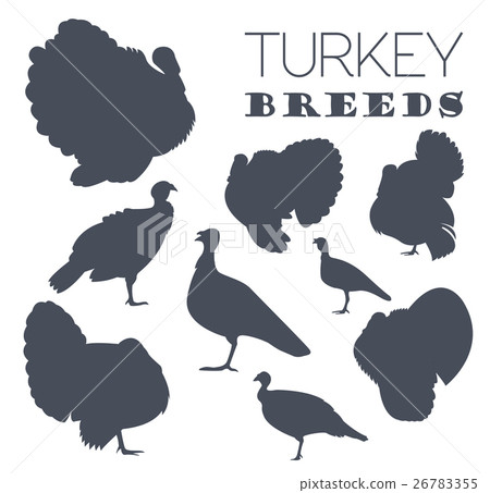 Poultry farming. Turkey breeds icon set 26783355