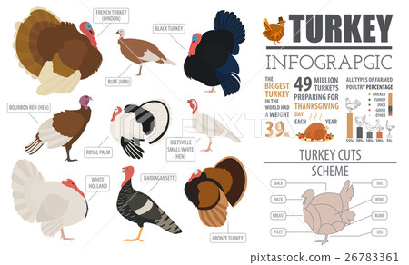 Farming infographic template. Turkey breeding 26783361