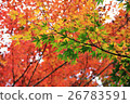 秋天的樹葉 26783591