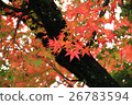 秋天的樹葉 26783594