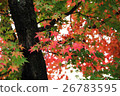 秋天的樹葉 26783595