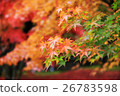 秋天的樹葉 26783598