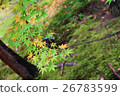 秋天的樹葉 26783599