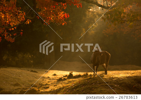 Shots of deer at Nara Park in autumn Shots of deer at Nara Park in autumn 26783613