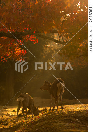 鹿射擊在奈良公園的在秋天 26783614