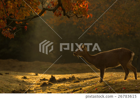 鹿射擊在奈良公園的在秋天 鹿射擊在奈良公園的在秋天 26783615