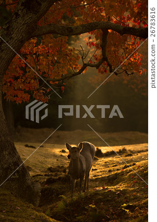 鹿射擊在奈良公園的在秋天 26783616