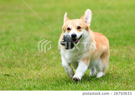 I got it♪ 26783633