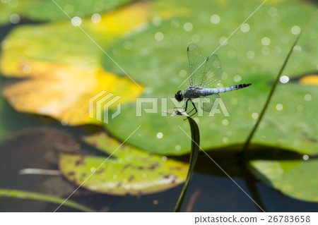 Shiokaratombo 26783658