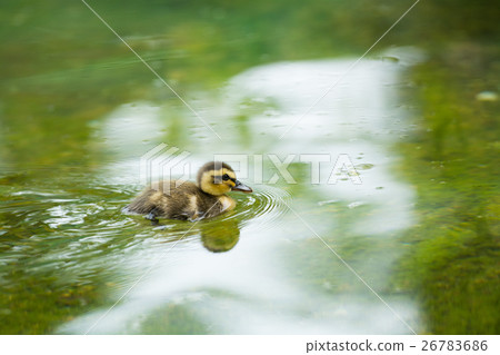 Baby chicks 26783686