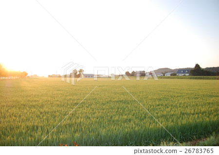 Dazzling morning Dazzling morning 26783765