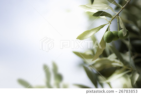 Olive Tree 26783853