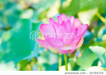 蓮花 26784250
