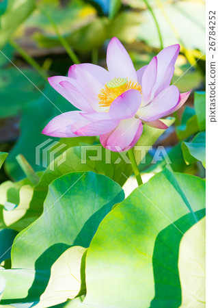 Lotus flower  26784252